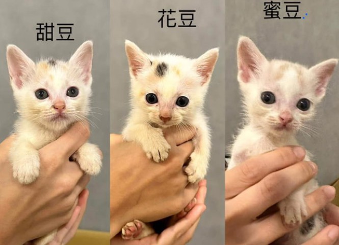 台灣愛貓協會,醫療讚助,甜豆.花豆.蜜豆