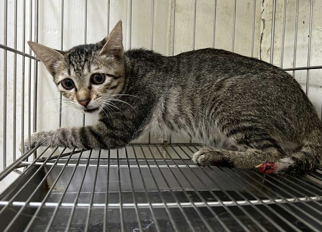 台灣愛貓協會,醫療讚助,地瓜