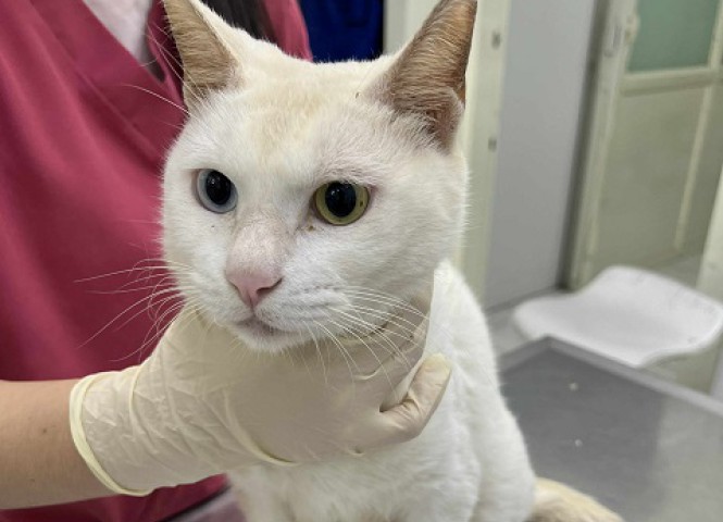 台灣愛貓協會,醫療讚助,阿基