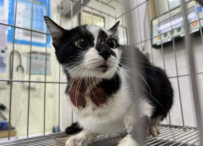 台灣愛貓協會,醫療讚助,Cat